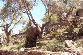 Le fameux taureau de Na mora - Canyoning aux Baléares